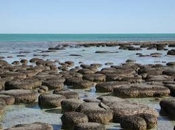 Suaralia stromatolites